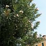Cay_2010.222