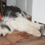 PCC_Zandvoort_Daniel_6765